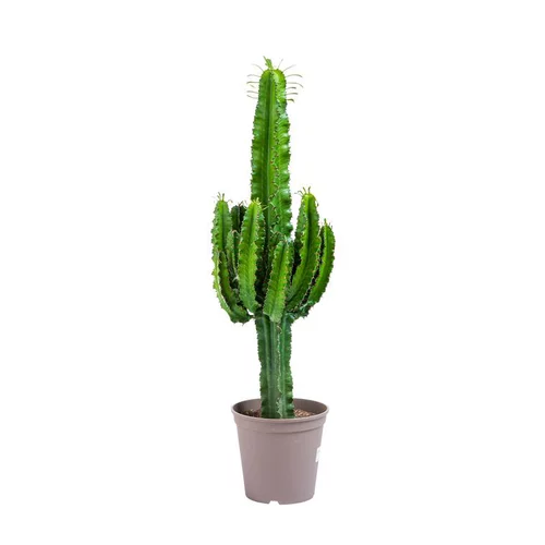 Euphorbe d'Erythrée 100 cm. Le pot de 22 cm