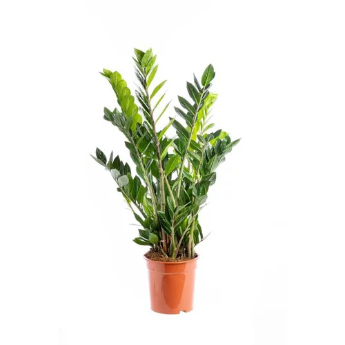Zamioculcas. Le pot Ø 21 cm