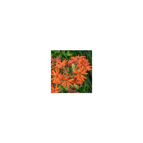 Lychnis Arkwrightii - Le pot de 3 litres