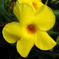 Allamanda - Le pot de 3 litres