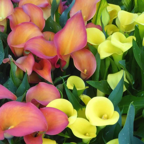 Arum Couleur Collection. Le pot de 1,4 litre