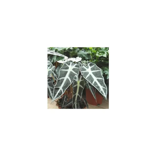 Alocasia Bambino en pot de Ø 12 cm