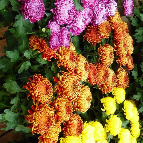 Chrysanthème à grandes fleurs doubles multicolores - La coupe Ø 27 cm