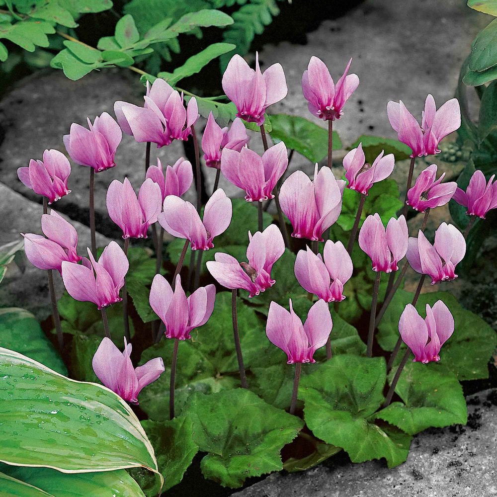 3 Cyclamens de Naples rose Cyclamen hederifolium