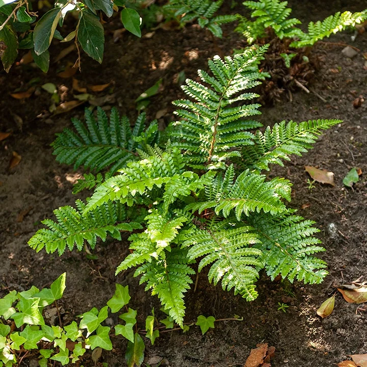 Aspidie du Japon Pattes d'ours - Fougère Polystichum polyblepharum