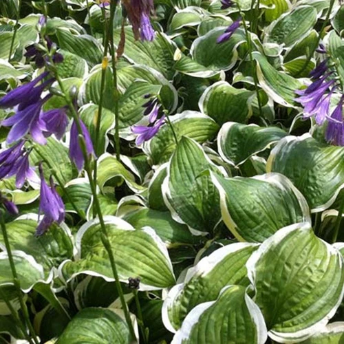 Hosta Koriyama Hosta koriyama