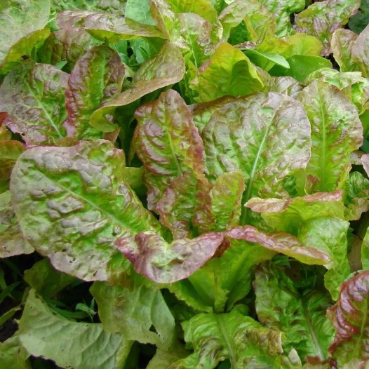 Laitue à couper Frisée d'Amérique | Graines bio et reproductibles