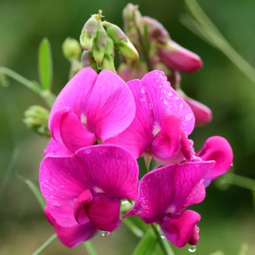 Pois de senteur | Graines bio et reproductibles de fleurs