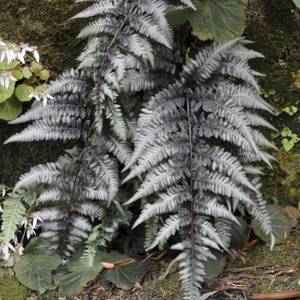 Fougère peinte Pewter Lace Athyrium niponicum pewter lace