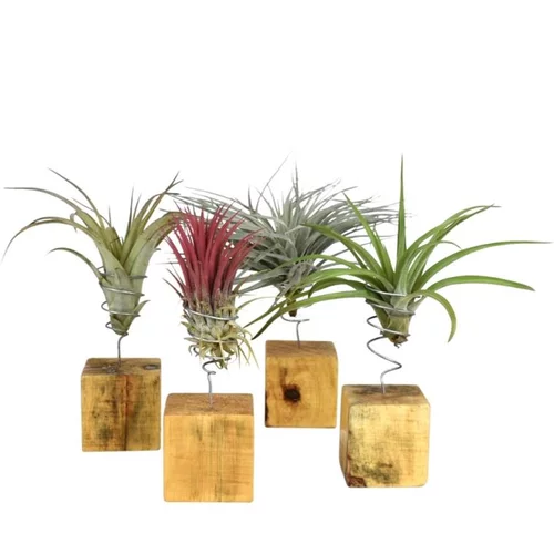 Tillandsia mix vert avec support en bois 25 cm