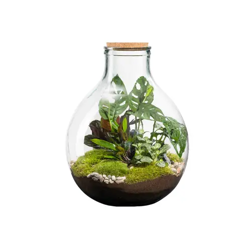 Terrarium autonome botanic® Karafu - Taille 25 L Ø 37 cm H 46 cm