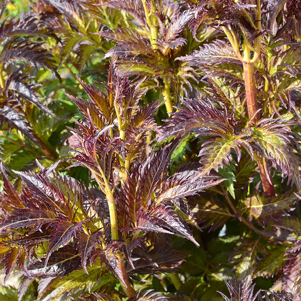Sureau Serenade Jonade Sambucus x strumpfii serenade 'jonade'