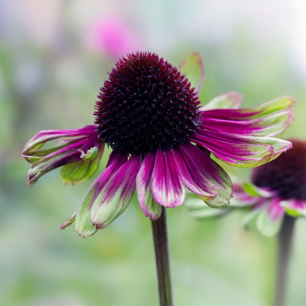 Échinacée pourpre Sweet Sandia Echinacea purpurea Sweet Sandia