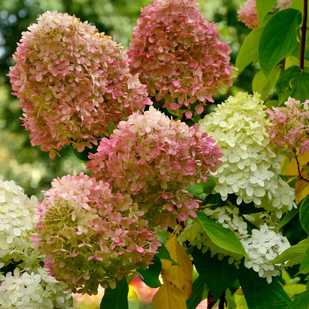 Hortensia paniculé Romantic Ace® Renvagor Hydrangea paniculata romantic ace ® 'renvagor'