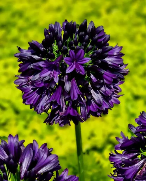 Agapanthe violette BlackJack. Le pot de 3,5 litres
