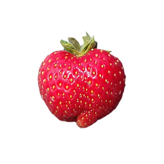 Plants bio : Plant fraisier "Favette" -25 plants- calibre B