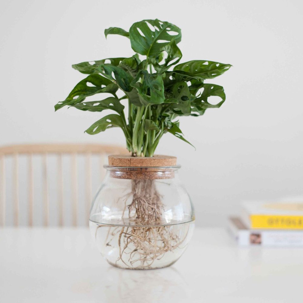 Monstera et son ampoule vase Monstera