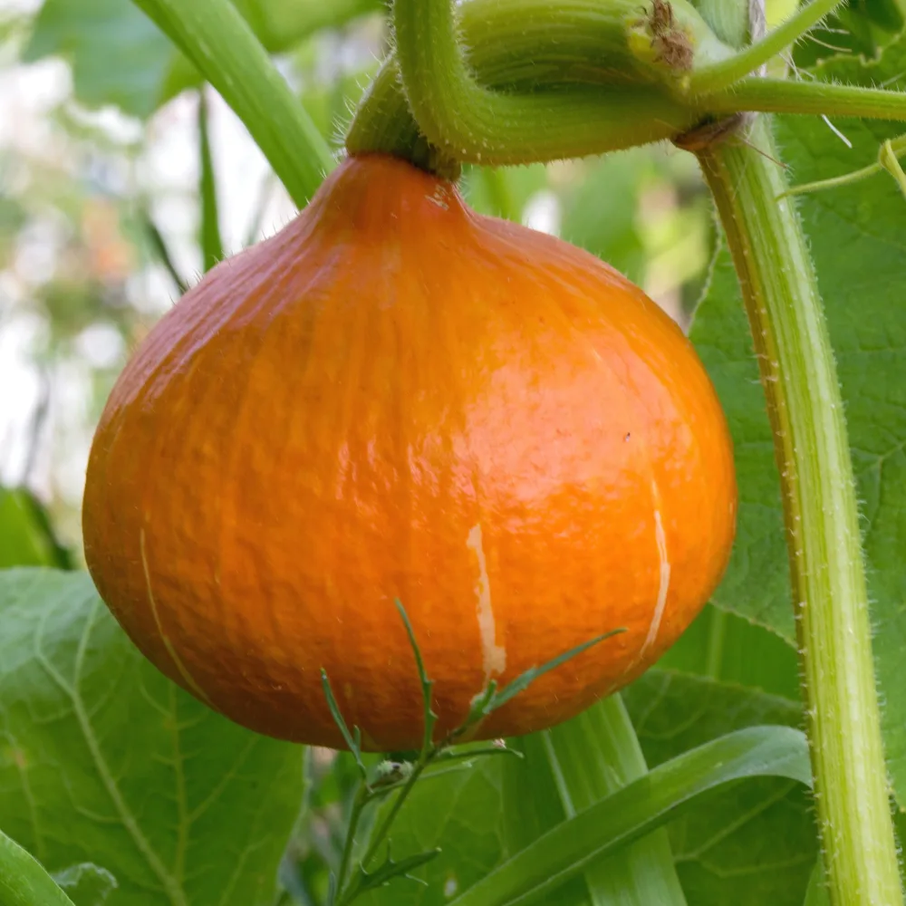 3 Plants de Potimarron Cucurbita maxima 'potimarron'