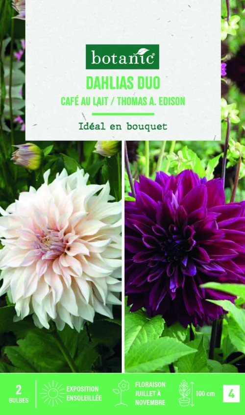 Bulbes de fleurs duo de Dahlias décoratifs Café au lait / Thomas Edison botanic® - 2 bulbes