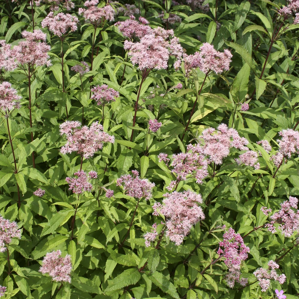 Eupatoire chanvrine Eupatorium cannabinum