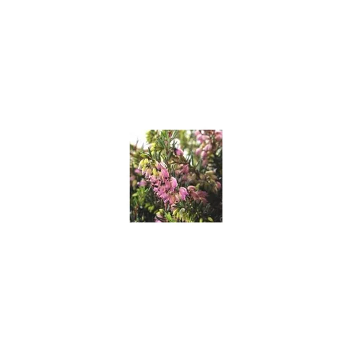 Erica Darleyensis - La jardinière de 40 cm