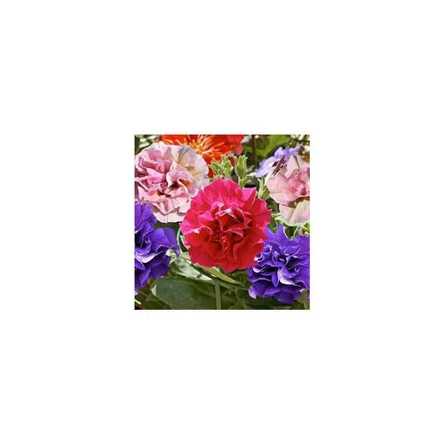 Pétunia retombant double - La suspension diam 27 cm