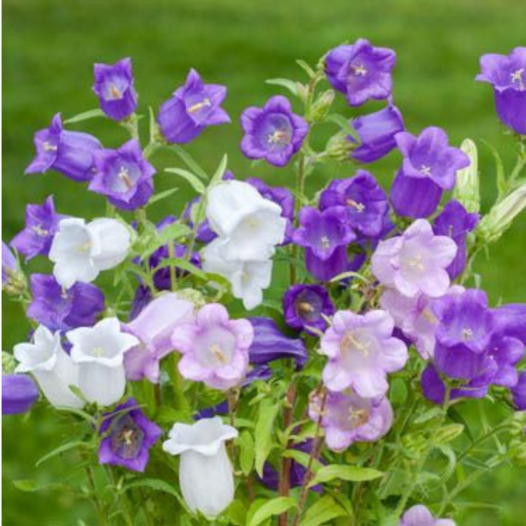Campanule à grandes fleurs | Semences bio et reproductibles