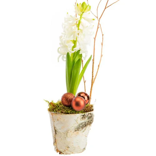 Composition florale jacinthe pot bouleau coloris multicolore