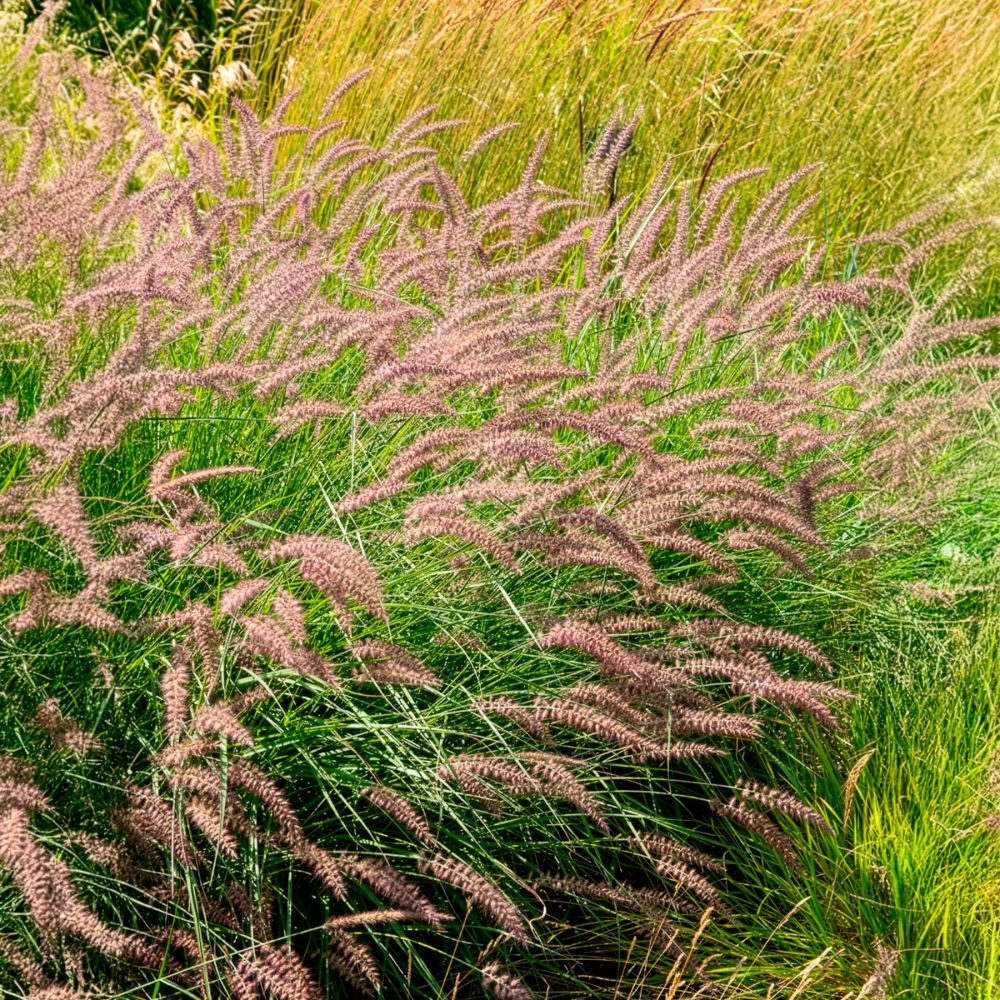 Herbe aux écouvillons Karley Rose ® - Pennisetum Pennisetum orientale Karley Rose ®