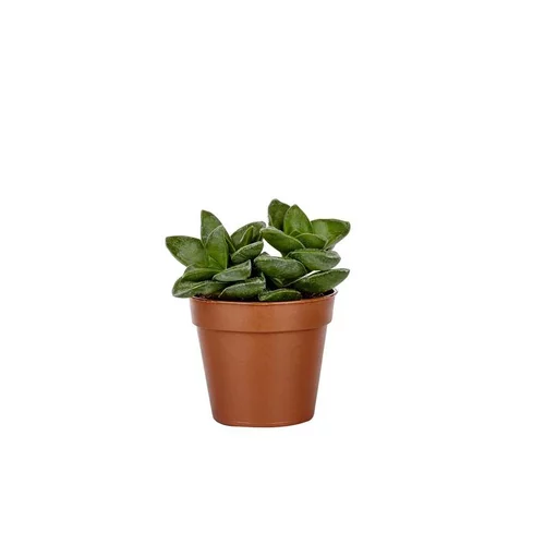 Plante grasse variée au choix sans cache-pot Ø 12cm