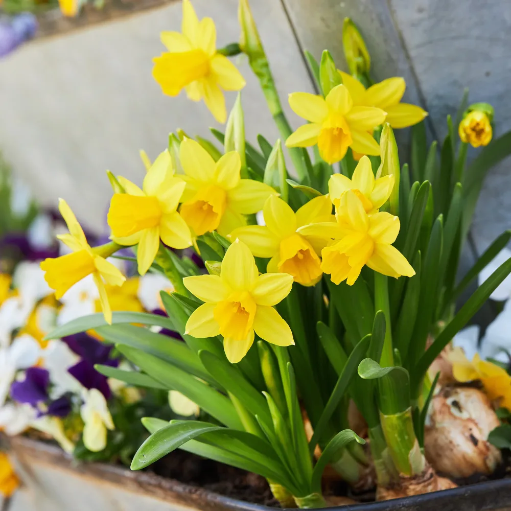 10 Mini-narcisses Tête à Tête Narcissus cyclamineus Tête à Tête