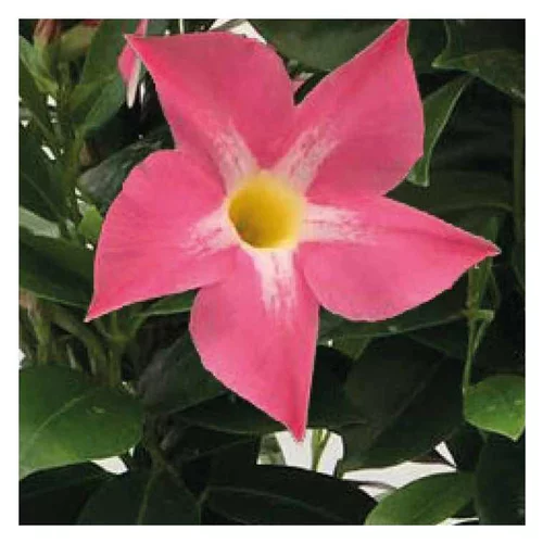 Dipladénia rose Bella Pink Star - Le pot de 9 x 9 cm