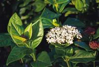 Pot de laurier-tin blanc viburnum tinus eve price 10 L