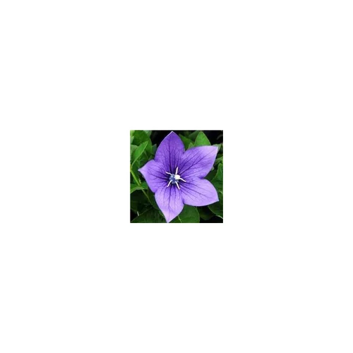Platycodon Grandiflorus - Le pot de 10,5 cm
