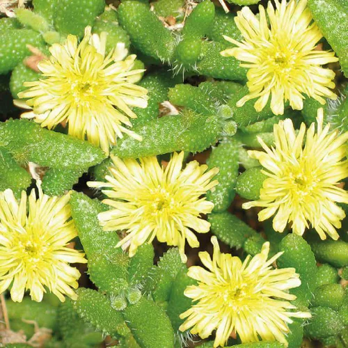 Delosperma Echinatum - Le pot de 9 x 9 cm