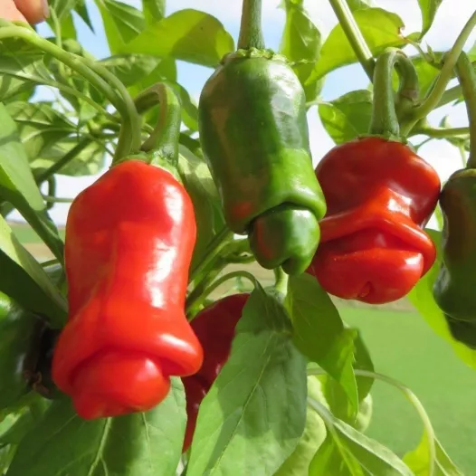 Semences bio de piment Penis - Peter Peper