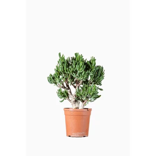 Crassula Compacta. Le pot de 1 litre