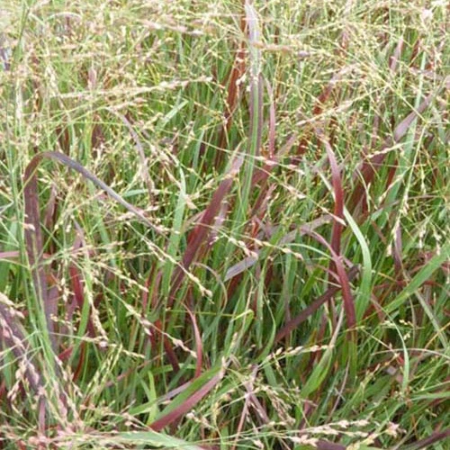 Panic érigé Prairie Fire Panicum virgatum prairie fire