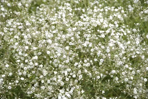 Gypsophile ‘White Festival’ - Le pot de 2 litres