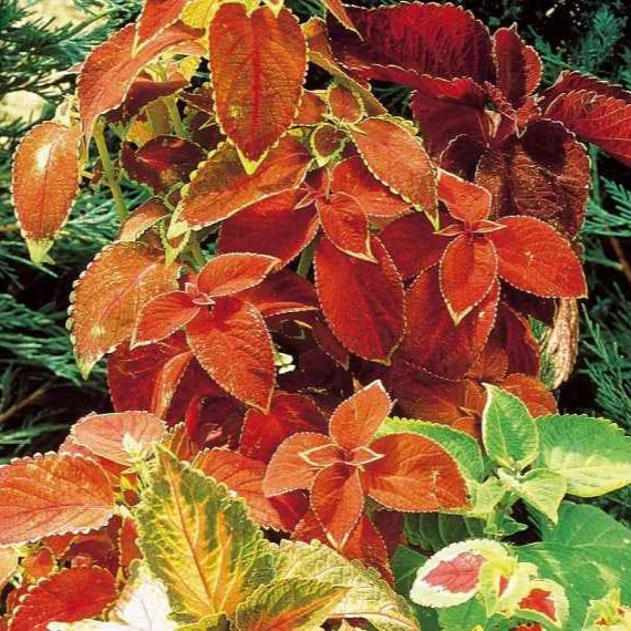 Coleus hybrides Rainbow en mélange Coleus blumei