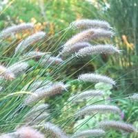 Herbe aux écouvillons ou Pennisetum Alopecuroides Hameln. Le pot de 2 litres