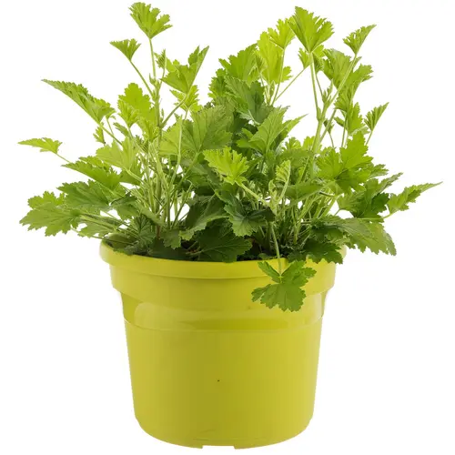 Géranium anti-moustique au feuillage vert - Le pot de 4,5 litres