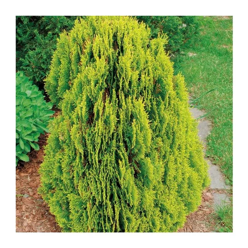 Thuya d’Orient - pot 9 L