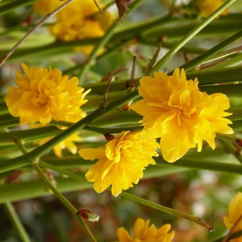Kerria Japonica Pleniflora 100/125. Le pot de 15 litres
