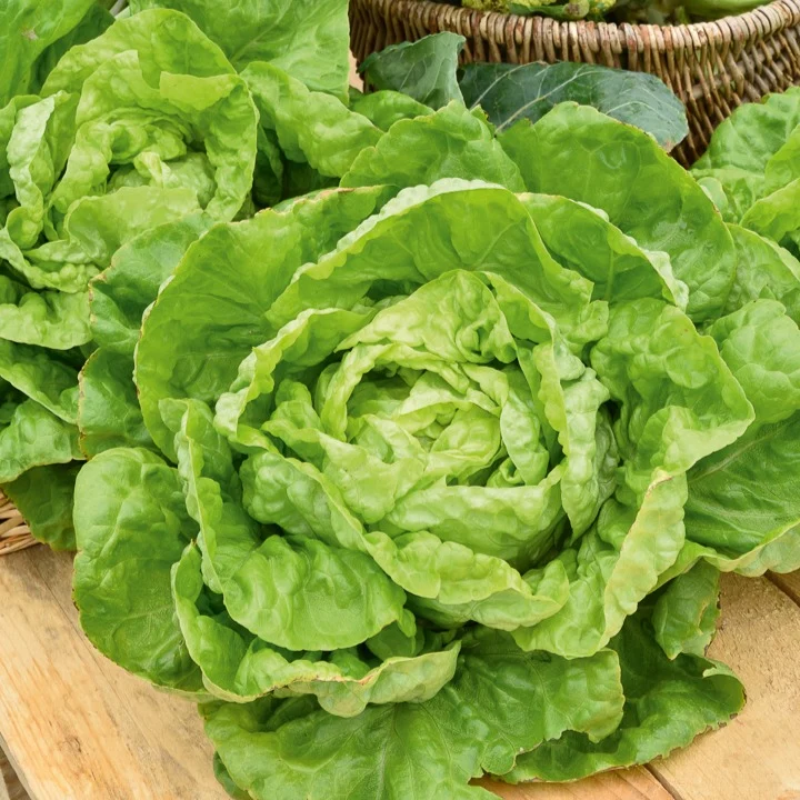 Laitue pommée Merveille d'hiver Lactuca sativa merveille d'hiver