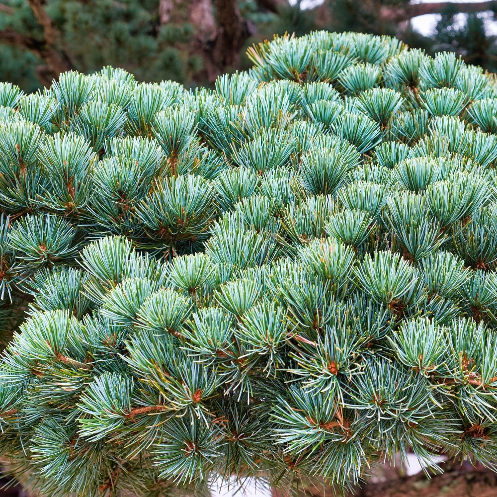 Pin blanc du Japon Negishi Pinus parviflora Negishi