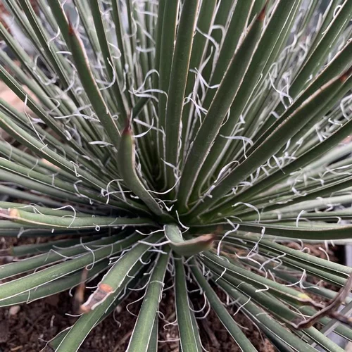 Agave Geminiflora. Le pot de 10 litres