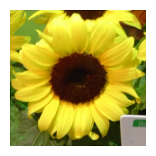 Tournesol Soleil - Le pot de 1 litre