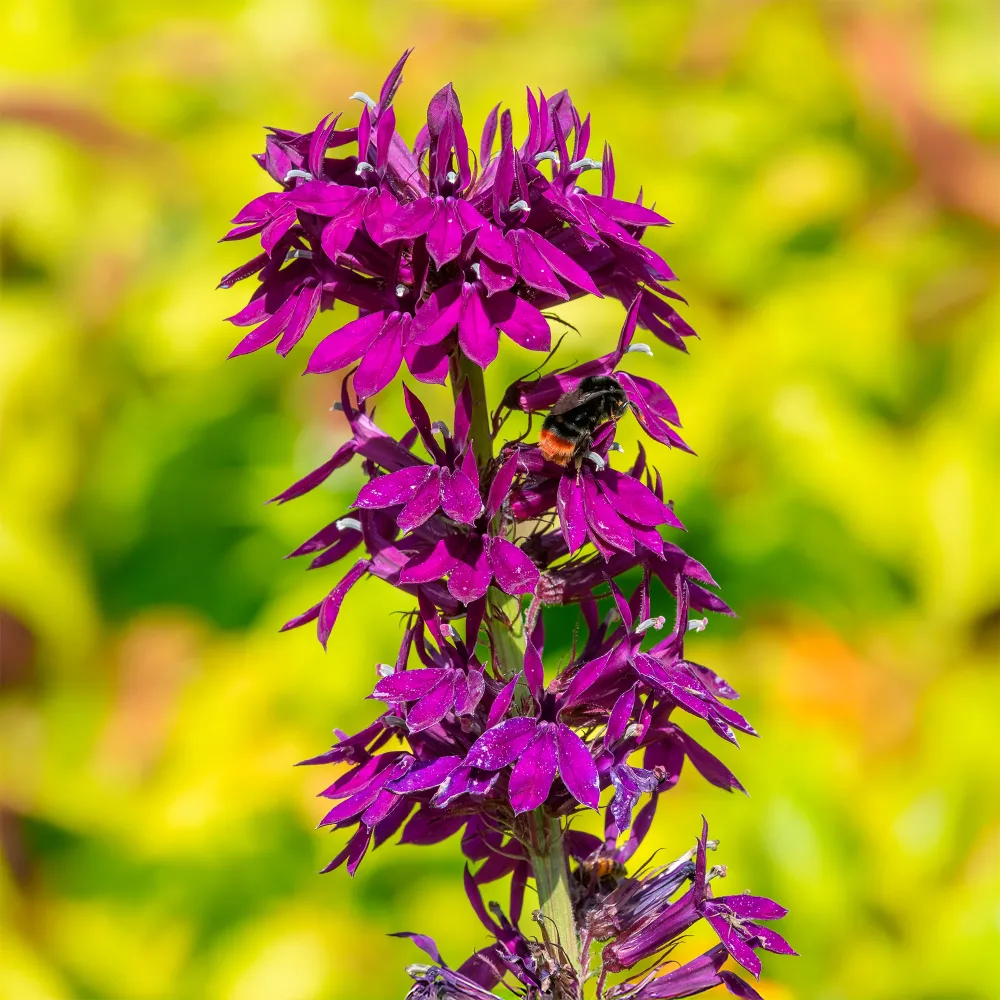 Lobelia Vedrariensis Lobelia gerardii Vedrariensis