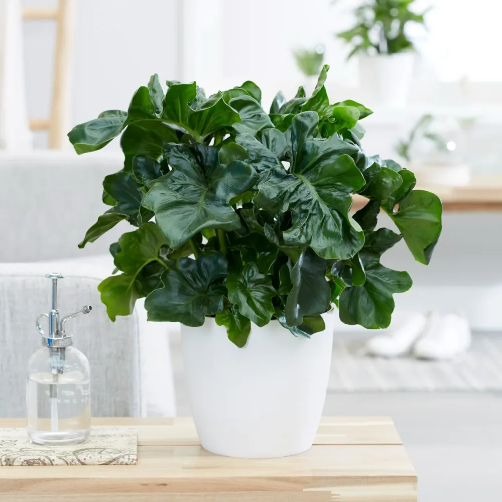 Philodendron Monstera Atom Philodendron Monstera Atom